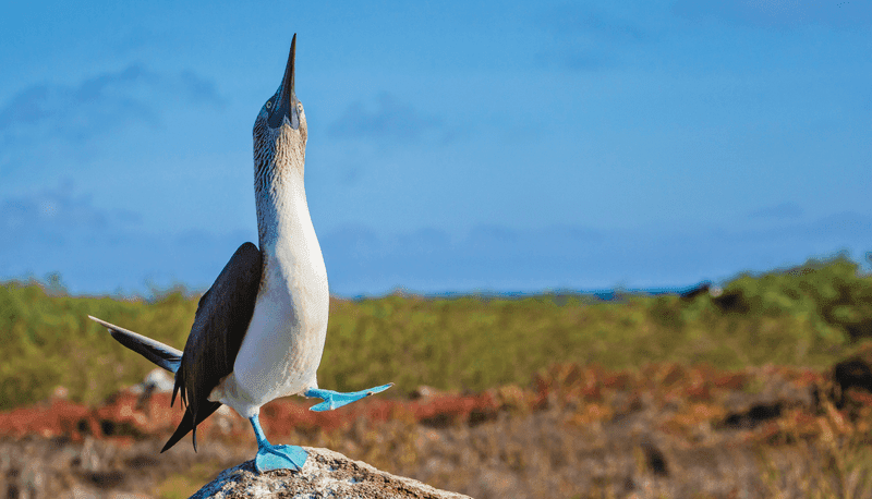 Galápagos thumbnail image