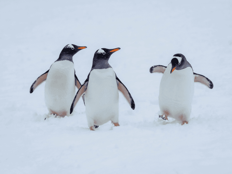 Antarctica Expedition Cruises thumbnail image