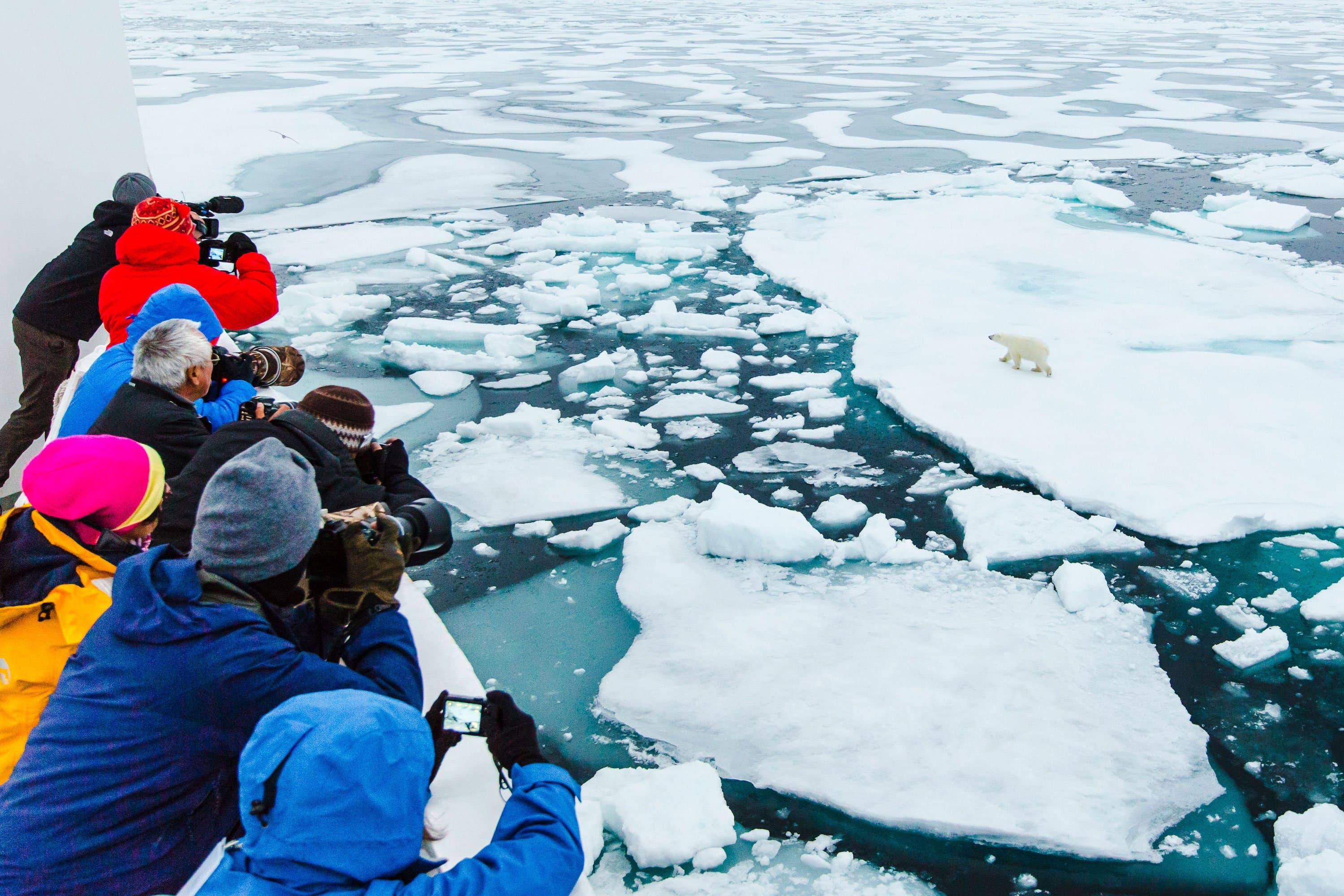 Observing polar bear from the ship.jpeg