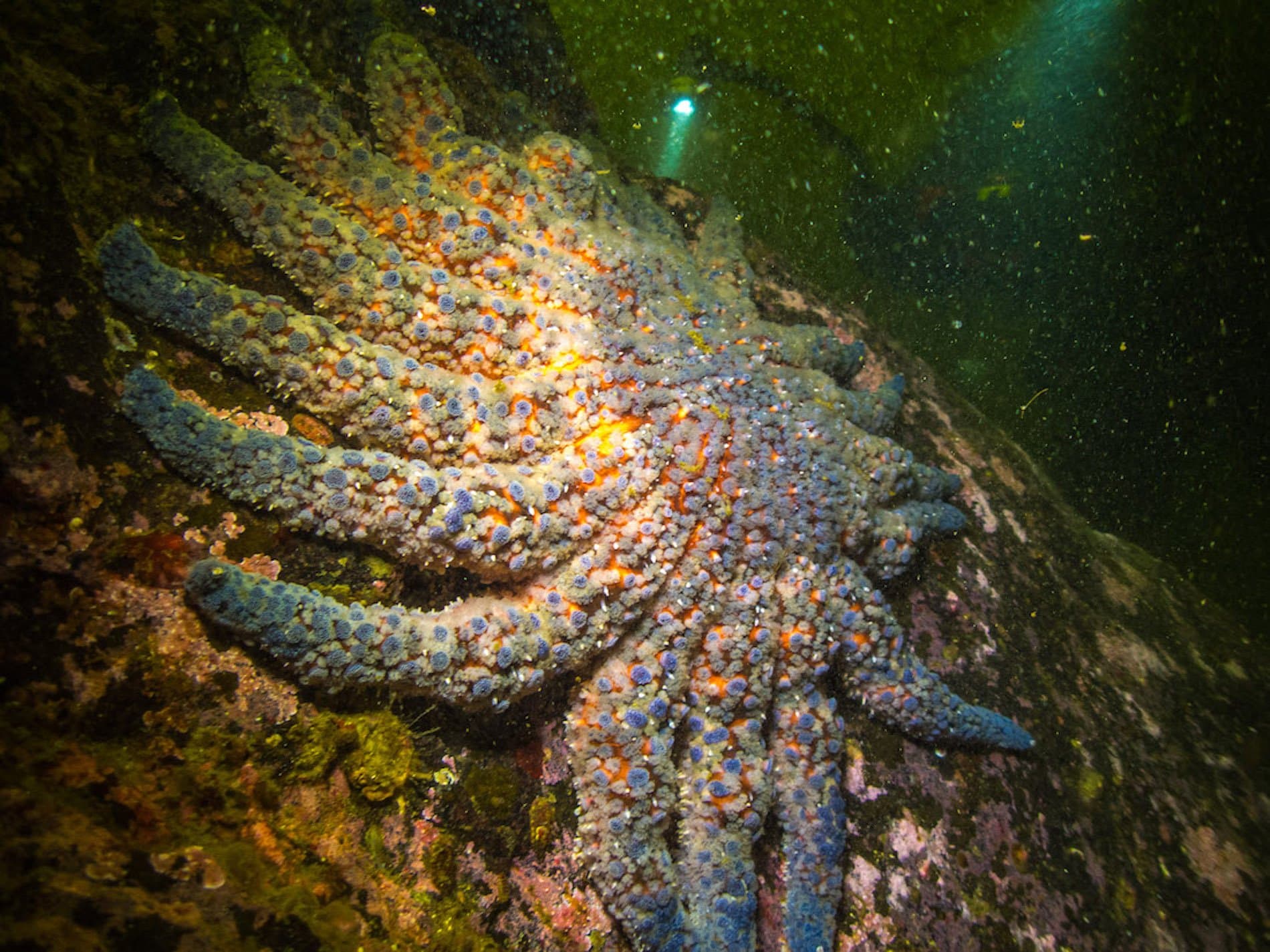 Sunflower Stars Nesbitt-5100707.jpg