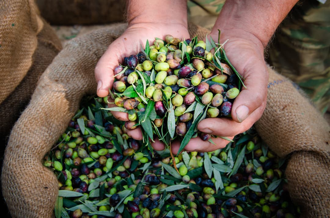 Crafting New Mediterranean Culinary Journeys in Collaboration with Food & Wine Magazine - Article
