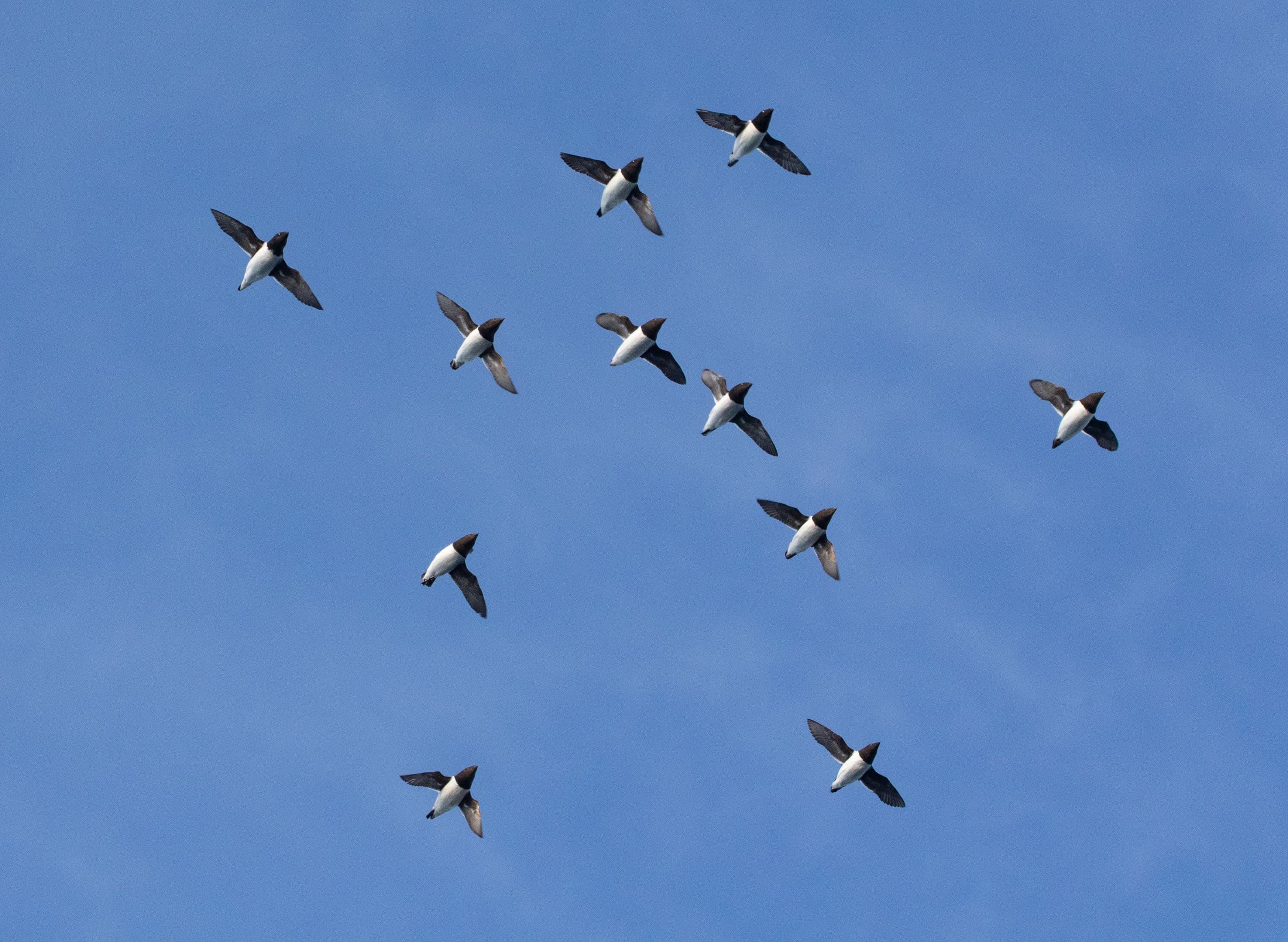 Little Auks.jpg