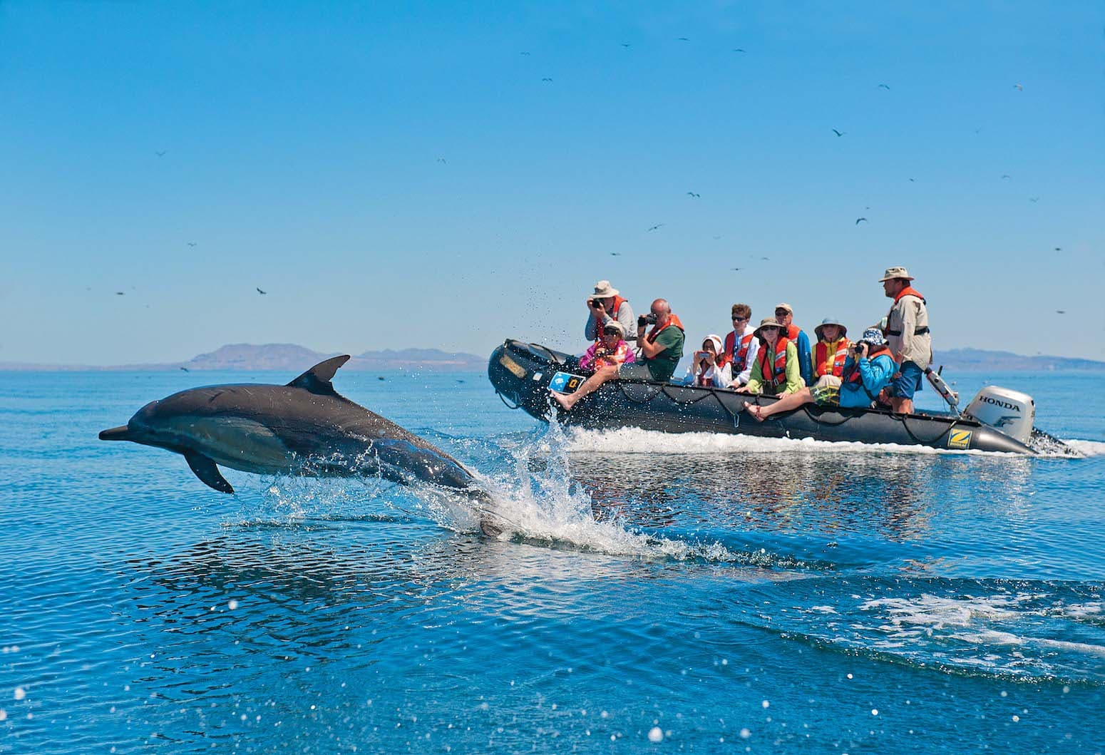 Hero Image Dolphin Races Zodiac.jpg