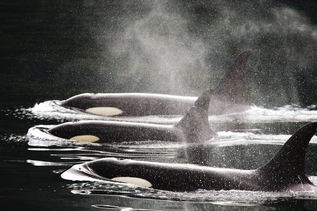 Lindblad Expeditions-Canada British Columbia AK202.jpg