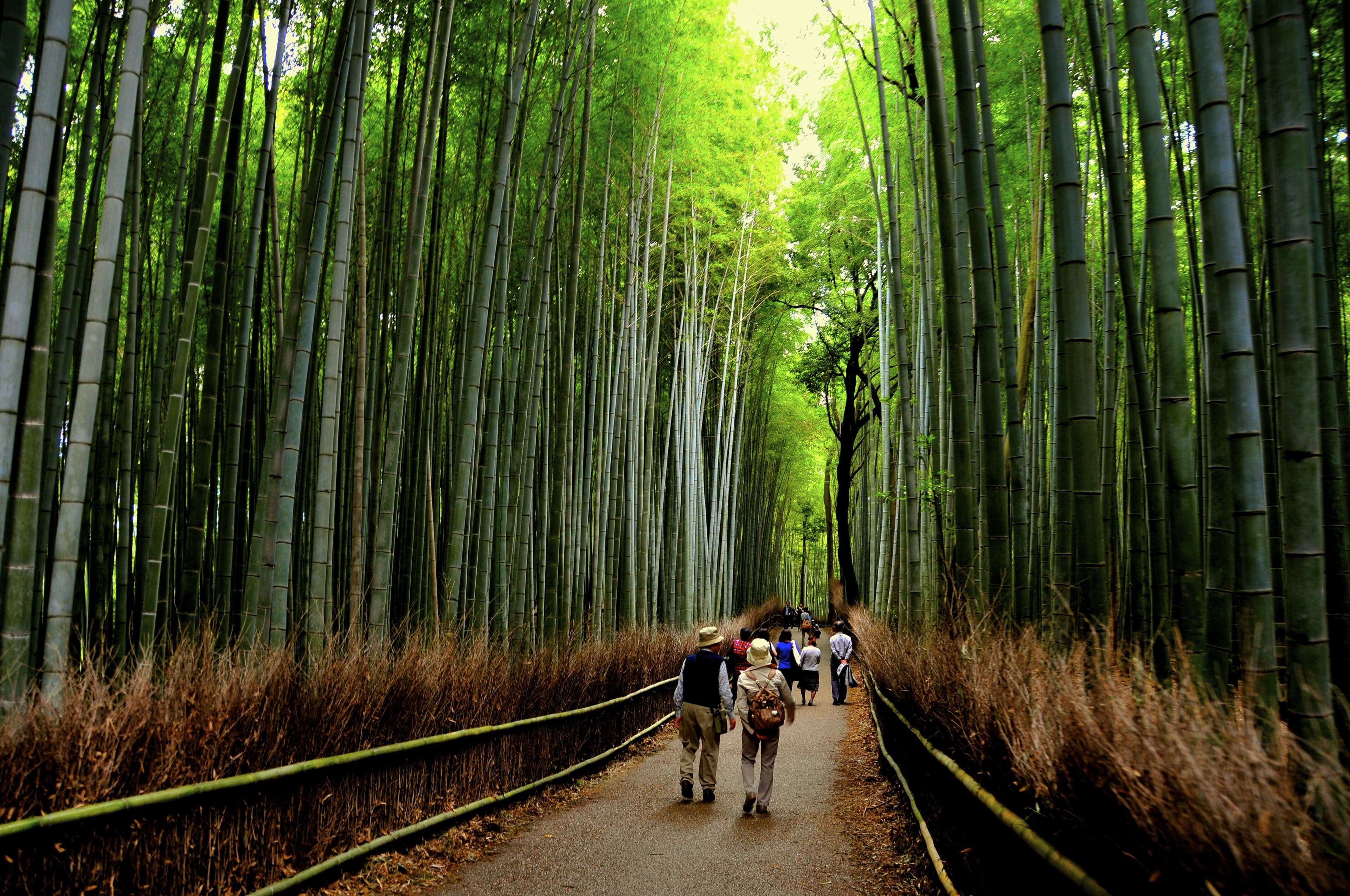 Japan Kyoto Prefecture Honshu Kyoto shutterstock297206687
