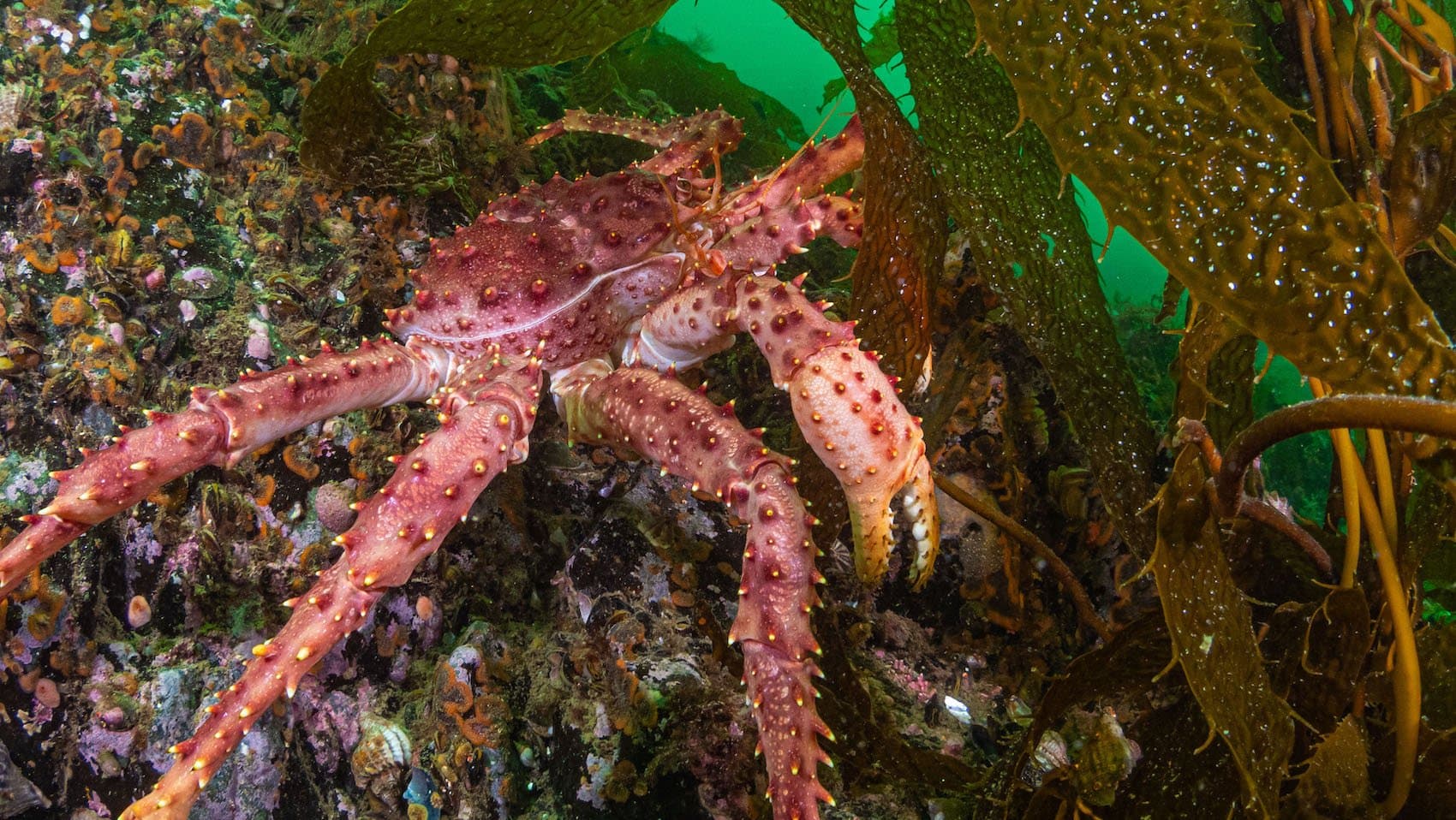 Centolla Crab-4.jpg