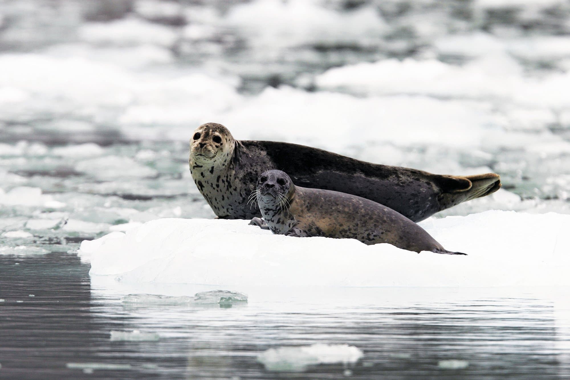 Large RGB-LEX-US Alaska Endicott Arm AK233.jpg