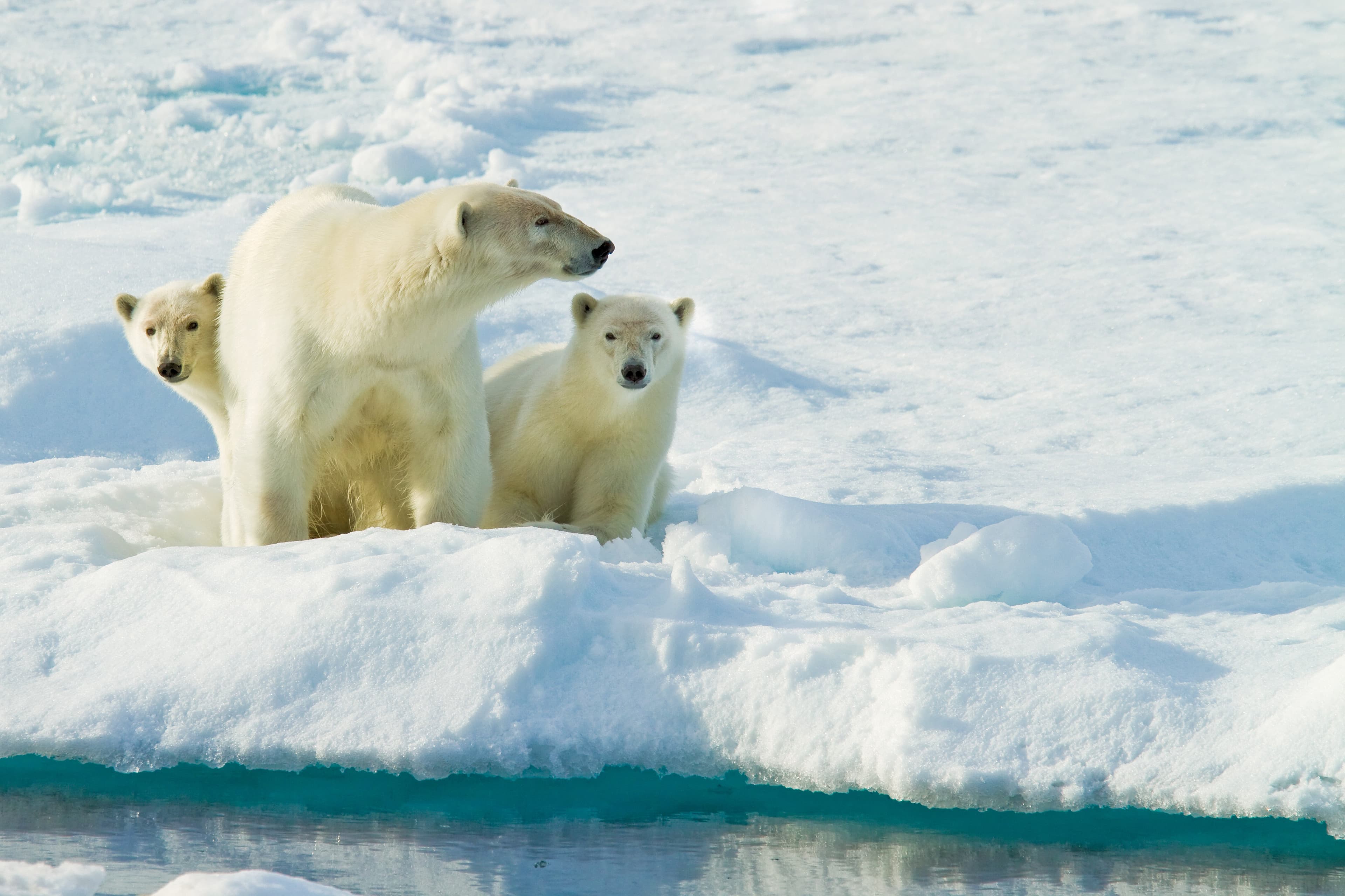 Large RGB-LEX-Norway Svalbard AR268.jpg