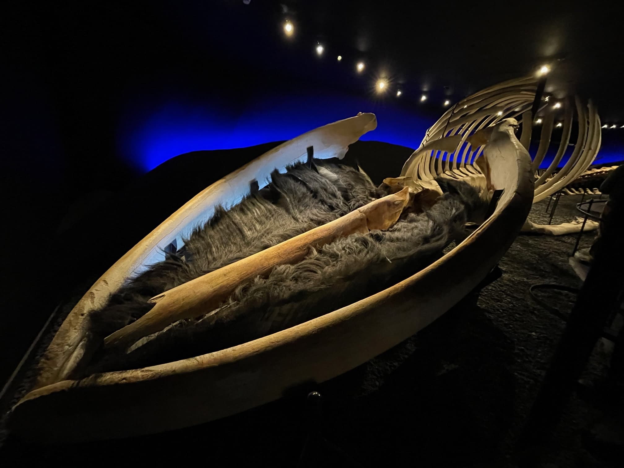 whalebone.jpg