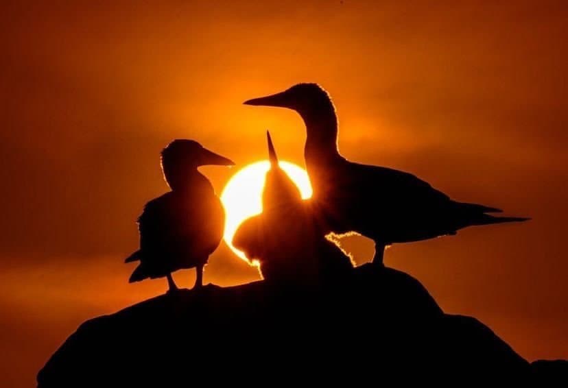 Hero Image Birds_Jonathan Aguas_@jhon_argentt.JPG