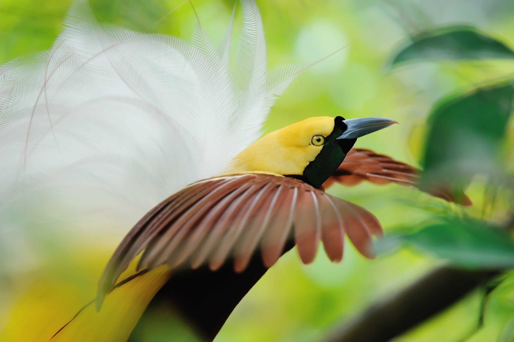 shutterstock_BOParadise_35976943.jpg
