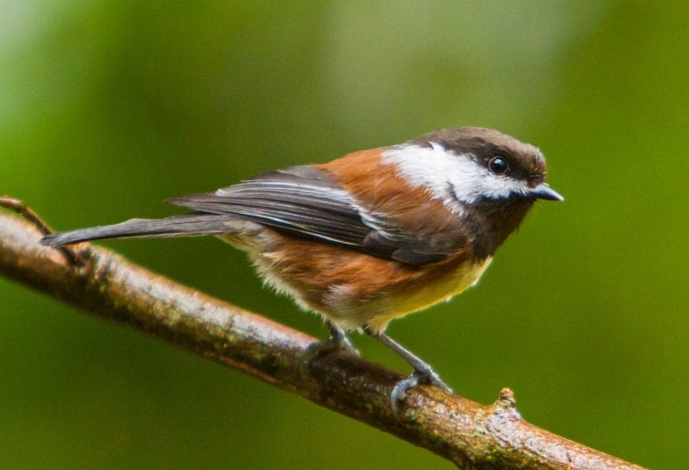 PNW Birds Chestnut Backed Chickadee.jpg