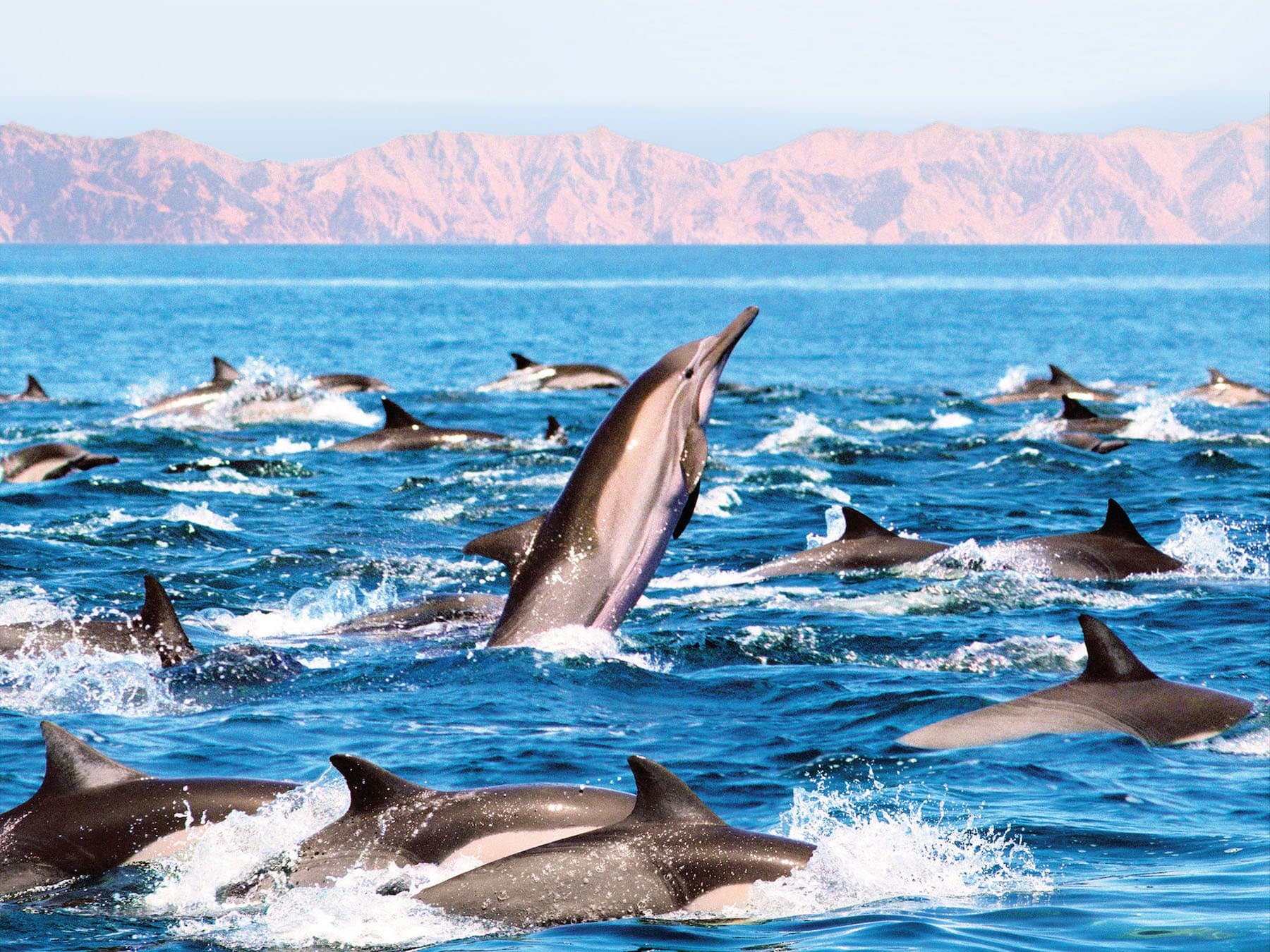 Hero Image Dolphins Revised Main.jpeg