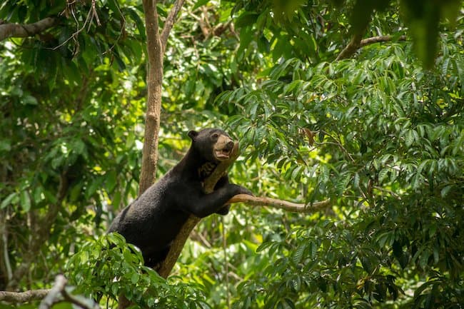 Sun Bear on Tree in Borneo.jpg